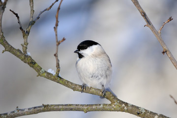 Willow Tit in winter