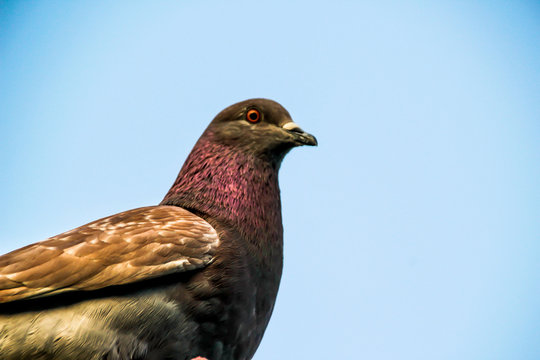 Photograph of a dove and a clear sky
