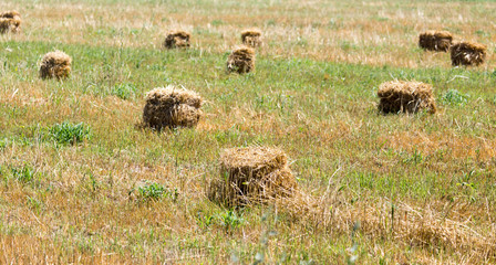 bundle of hay on the field