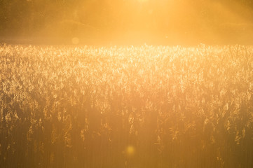 Wheat field in orange backlight
