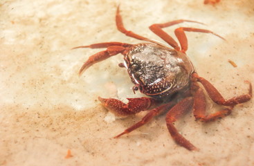 Hairy Leg Mountain Crab