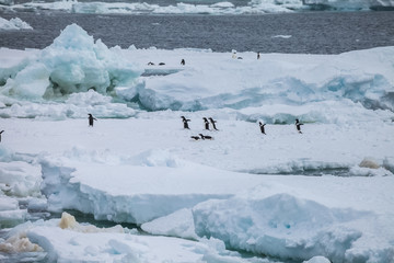 penguin group on the iceberg
