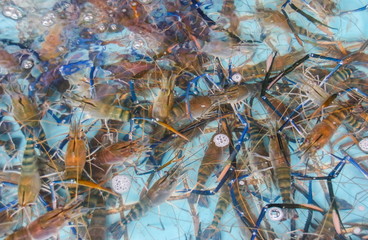 Alive shrimps in the restaurant pool.