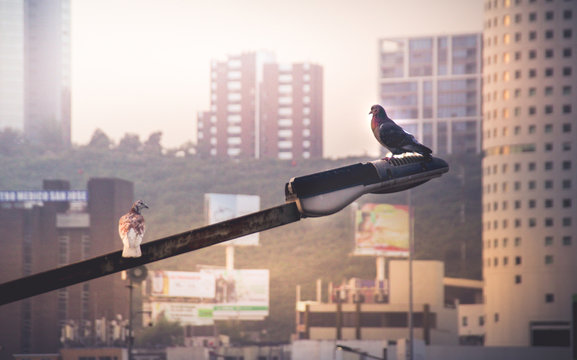 Doves in urban scene photograph