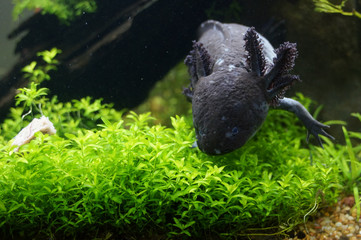 Axolotl  (Ambystoma mexicanum)