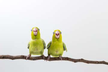 Pastel Green Forpus Bird Chick