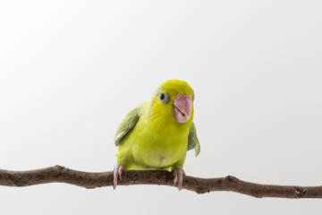 Pastel Green Forpus Bird Chick