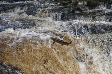 Jumping Salmon at Staniforth Falls