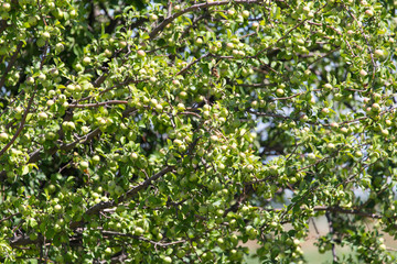 Fototapeta premium apples on the tree in nature