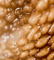 skin snail as background. super macro