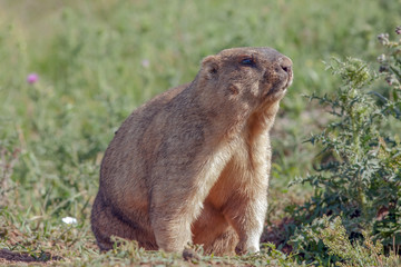 Naklejka na ściany i meble cute furry marmots