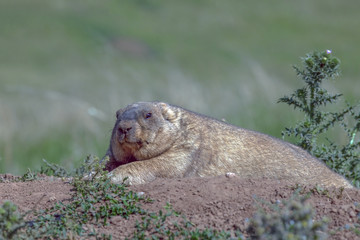 Obraz premium cute furry marmots