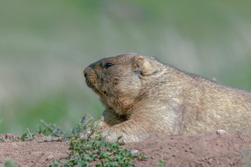 Naklejka na ściany i meble cute furry marmots