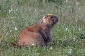 cute furry marmots