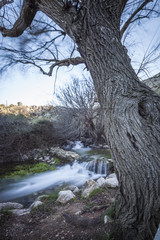El arbol en la orilla del rio