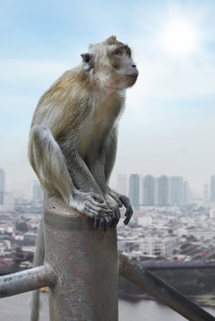 cynomolgus monkey on a background of the city