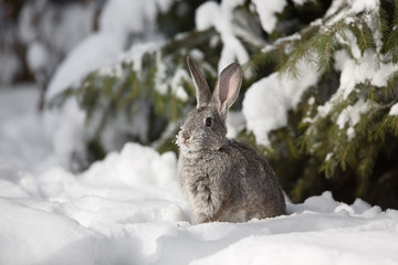 Obraz premium snow rabbit, hare winter