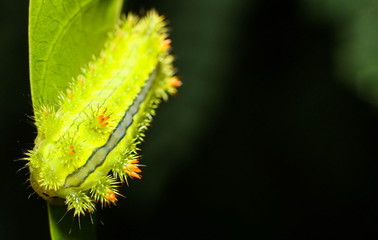 Poisonous Caterpillars, Order Lepidoptera