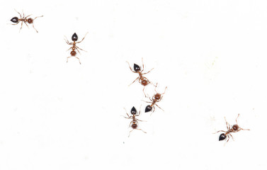 ants on a white wall