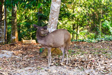 female deer during fall