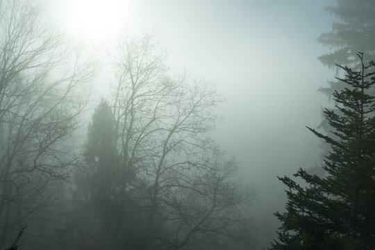Mystische Nebelstimmung im Wald