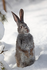 Obraz premium snow rabbit, hare winter