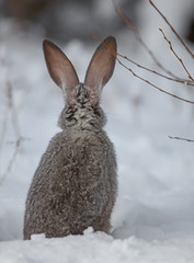 Fototapeta premium bunny ears in snow
