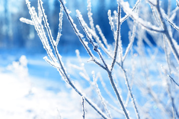 Tree branches frozen in the ice. Frozen tree branch in winter forest. Branch covered with snow