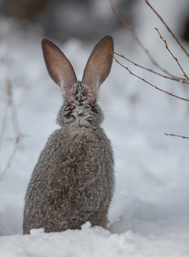 bunny ears in snow