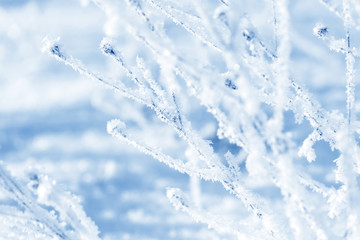 Grass branches frozen in the ice. Frozen grass branch in winter. Branch covered with snow