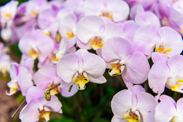 Fototapeta na wymiar White orchid flowers on the tree