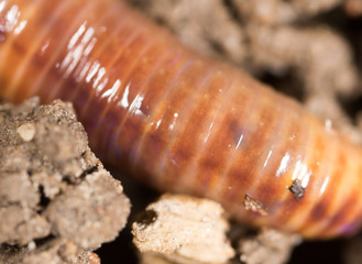red worm in the ground. macro