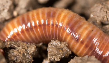 red worm in the ground. macro