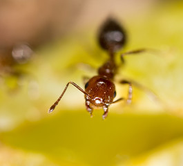 ant in nature. macro