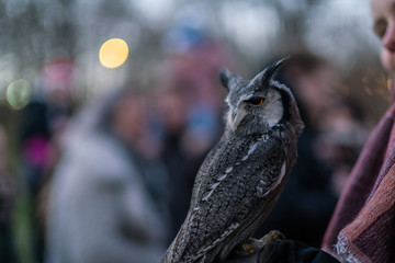 An Owl on display at the Christmas Fair by the Lake, Konstanz, Germany