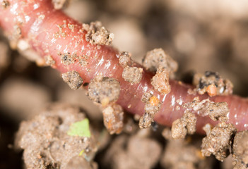 red worm in the ground. macro