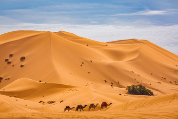 Fototapeta na wymiar Small caravan of camels in the dunes Sahara Desert