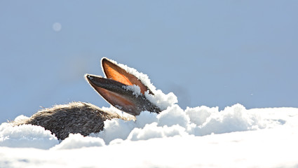 Fototapeta premium uszy królika w śniegu