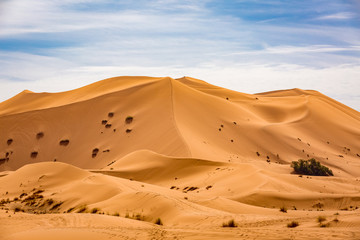 Fototapeta na wymiar Sand dunes of the Sahara desert, Morocco