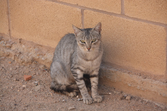 gato callejero - Powered by Adobe