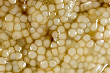 fresh fish roe as a background. macro