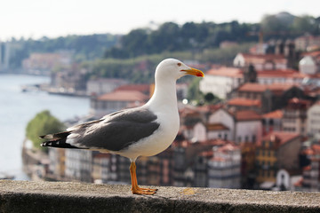 A big sea gull in Porto, Portugal 