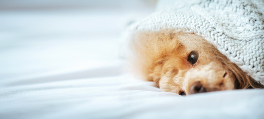 Poodle dog is lying and slepping under the blanket in bed, having a siesta.