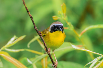 COMMON YELLOWTHROAT
