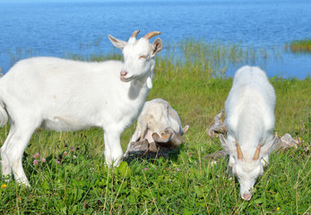 Homemade goats on grass background.
