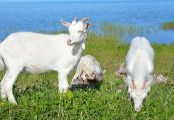 Fototapeta premium Homemade goats on grass background.