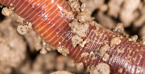 red worm in the ground. macro