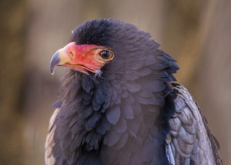 Bateleur (Terathopius ecaudatus)