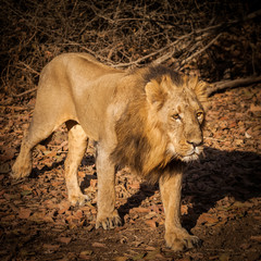 Asiatic Lion in nature