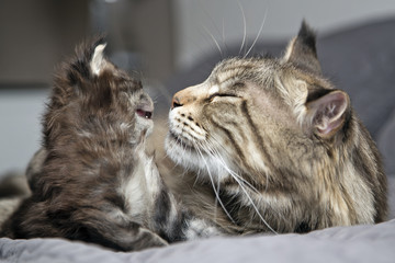 Маленький  пушистый котенок Мейн Кун с кошкой